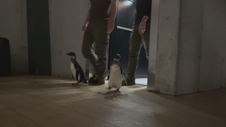 Pingwiny zwiedziły wrocławskie zoo [ZDJĘCIA], ZOO Wrocław