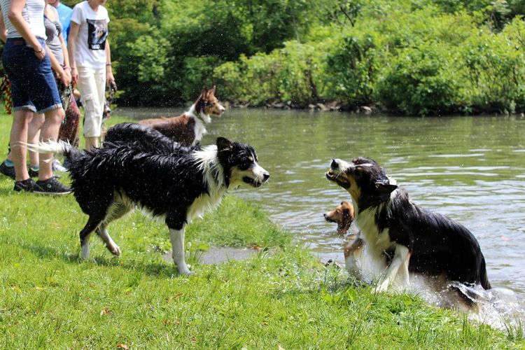 We wrocławskich parkach powstaną specjalne strefy dla psów?, Bartosz Senderek