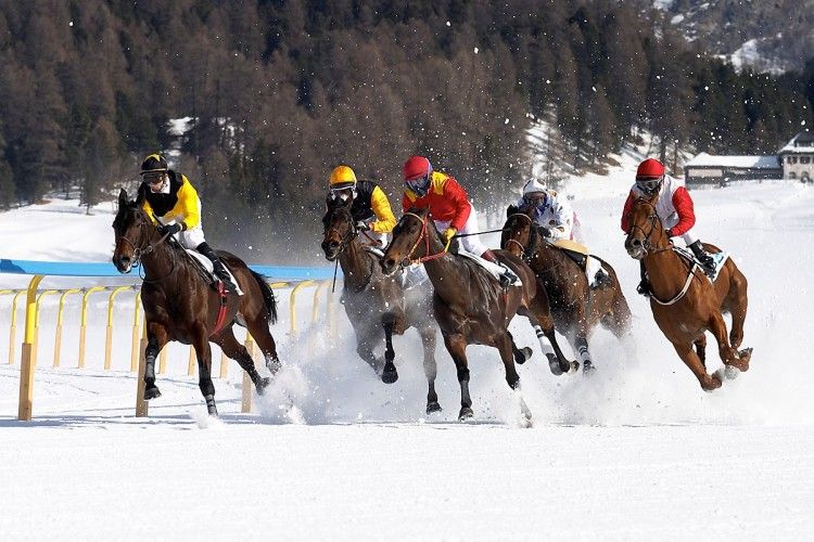 Konie z partynickich stajni znów pobiegną w Sankt Moritz, Materiały Prasowe