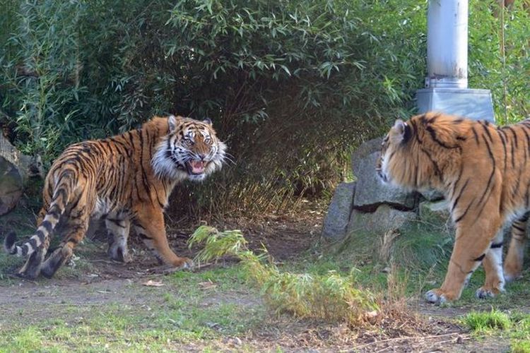 Tygrys zagryzł pracownika wrocławskiego zoo. Nikt nie przyznaje się do winy, 0