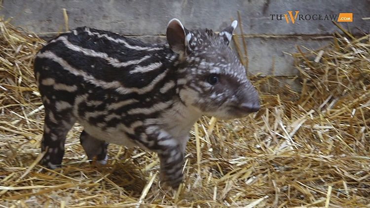 We wrocławskim zoo na świat przyszła mała, słodka „świnka”, która jest krewnym nosorożca [WIDEO], 0