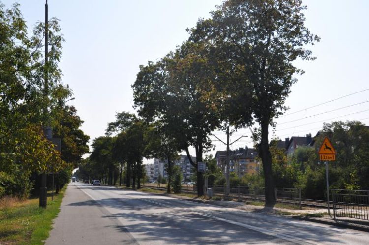 Aktywistki biją na alarm: drzewa we Wrocławiu są uszkadzane i źle podlewane!, mgo