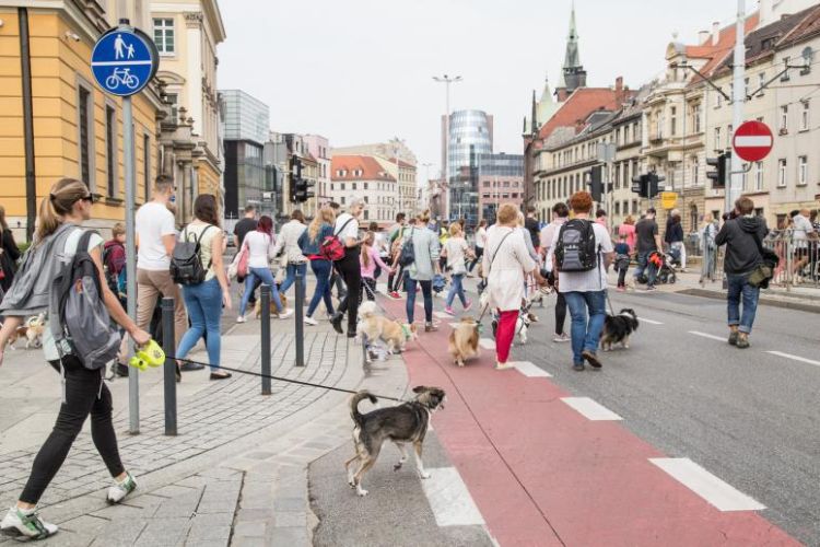 Kontrowersje wokół programu Kot 100+. Właściciele psów protestują w Rynku! [PRIMA APRILIS], Magda Pasiewicz