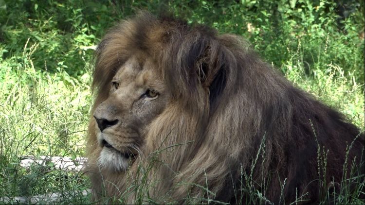 Wrocławskie zoo szuka opiekuna lwów, tygrysów i niedźwiedzi. To praca marzeń dla miłośników zwierząt? [WIDEO], 0