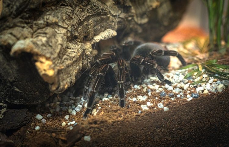 Wystawa pająków i skorpionów znów otwarta. Można wziąć je na ręce! [ZOBACZ], Mat. pras.
