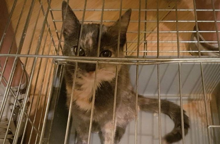 Dwóch złodziei ukradło kotkę. Grozi im kara do 5 lat więzienia [ZDJĘCIA], Policja wrocławska