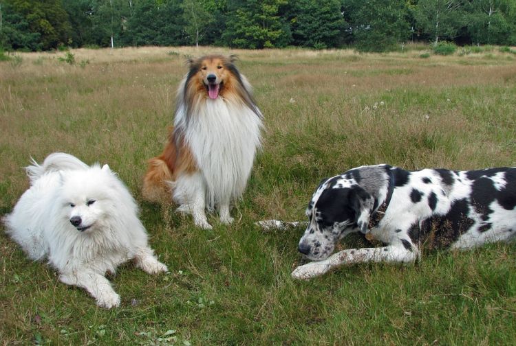 Pies również może być sportowcem. We Wrocławiu odbędą się zawody obedience, pixabay.com