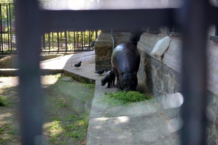 Rekordowe wakacje we wrocławskim zoo wynagrodziły lockdown [STATYSTYKI], wb