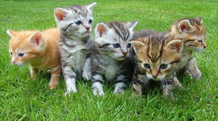 Policjanci uratowali cztery małe kotki. Ktoś je porzucił [ZDJĘCIA], pixabay.com