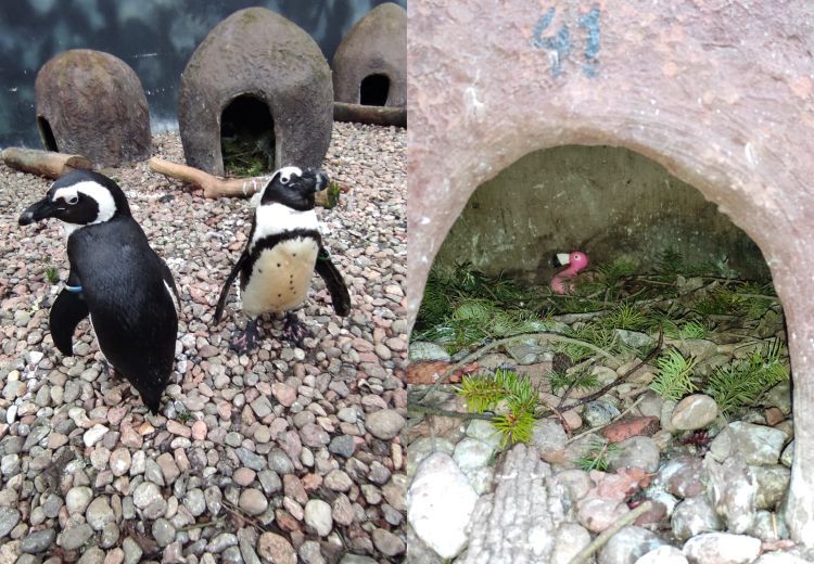 Homoseksualna para pingwinów adoptowała w zoo różowego flaminga [ZDJĘCIA], ZOO Wrocław