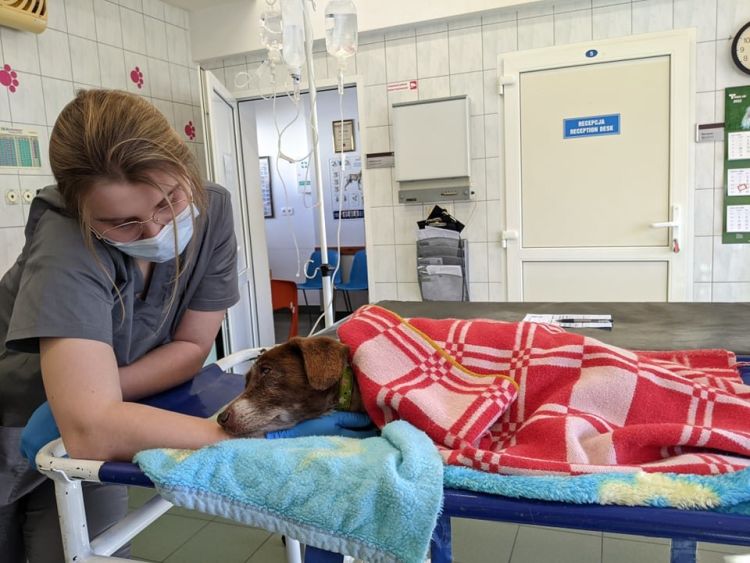 Wrocław: Bezpłatna pomoc weterynarzy dla zwierząt uchodźców. Płacą tylko za leki, użyczone UPWr