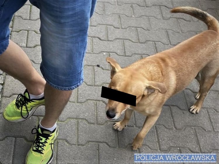 Włamywacz z Wrocławia wszędzie chodził z psem. I to go zdradziło, 