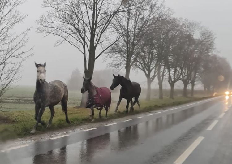 Western pod Wrocławiem. Konie biegały przy ruchliwej drodze, Tomasz Matuszak