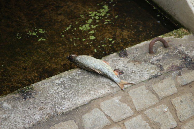 Wrocław: Śnięte ryby w fosie miejskiej. Miasto ostrzega przed kontaktem z wodą, Jakub Jurek