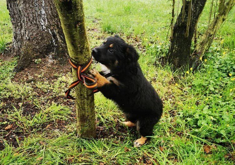 Wrocław: Przywiązał psa do drzewa i zostawił w parku. Zwierzę marzło całą noc, Ekostraż