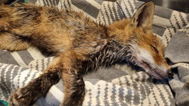 Dziewczyna uratowała małego lisa, który topił się w rowie w Wilkszynie, mat. Ekostraż