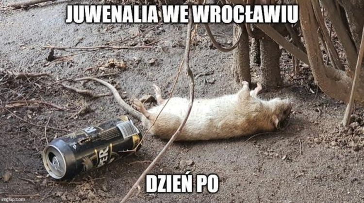 Internet drwi z Wrocławia. Zobacz najnowsze memy. Oto, jak nas widzą..., 