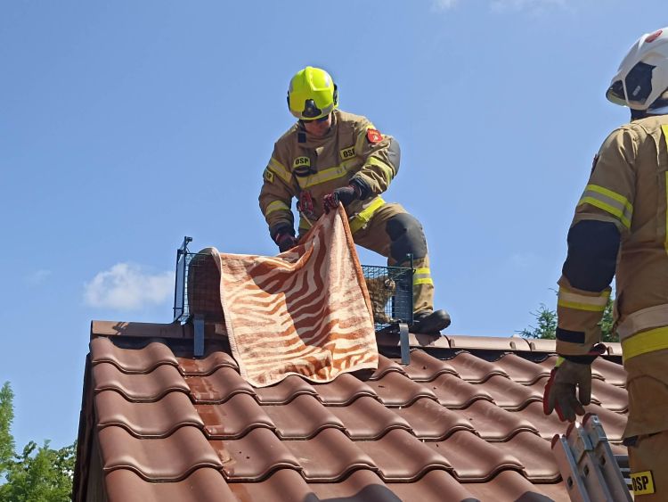 Szop ugrzązł na dachu. Z odsieczą przybyli strażacy, OSP KSRG Gniechowice/Facebook