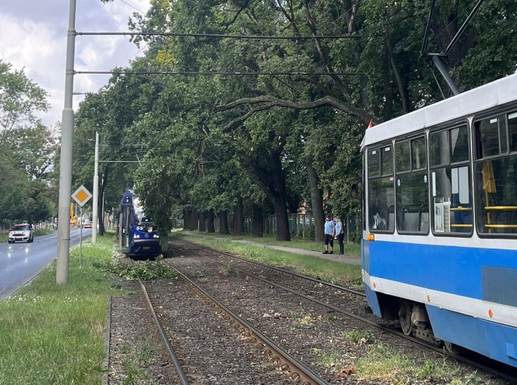 Wrocław: Konar drzewa na sieci trakcyjnej. Ulicą Mickiewicza nie jeździły tramwaje, Bartek Czech