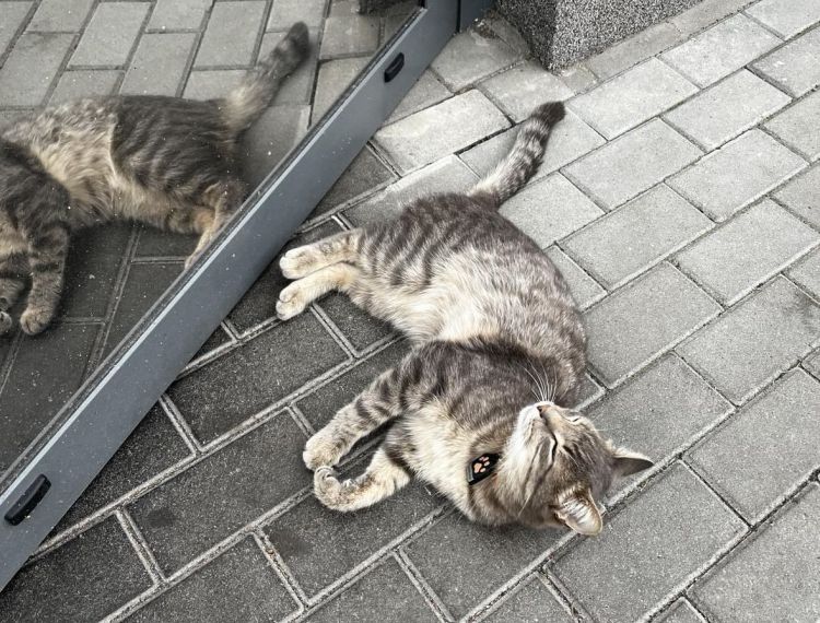 Wrocław: Ten kot sieje zamęt na osiedlu. Biega po Biedronce, kradnie jedzenie gościom restauracji, Kulinarny Park