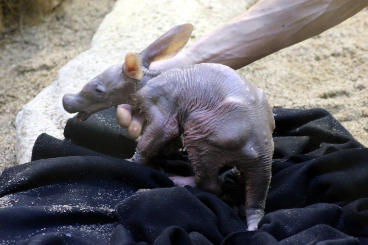 We wrocławskim zoo urodził się mrównik [FOTO, VIDEO], Bartosz Senderek