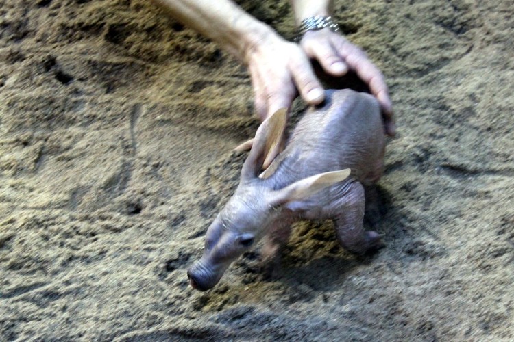 We wrocławskim zoo urodził się mrównik [FOTO, VIDEO], Bartosz Senderek