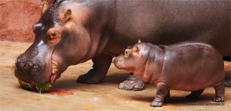 Mały hipopotam Zumba znalazł swojego opiekuna [ZOBACZ ZDJĘCIA], ZOO Wrocław
