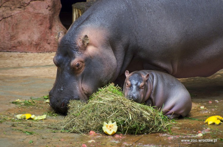 Mały hipopotam Zumba znalazł swojego opiekuna [ZOBACZ ZDJĘCIA], ZOO Wrocław