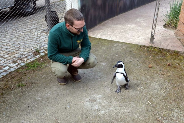 Dziś Światowy Dzień Pingwinów [ZDJĘCIA Z ZOO], Wojciech Bolesta