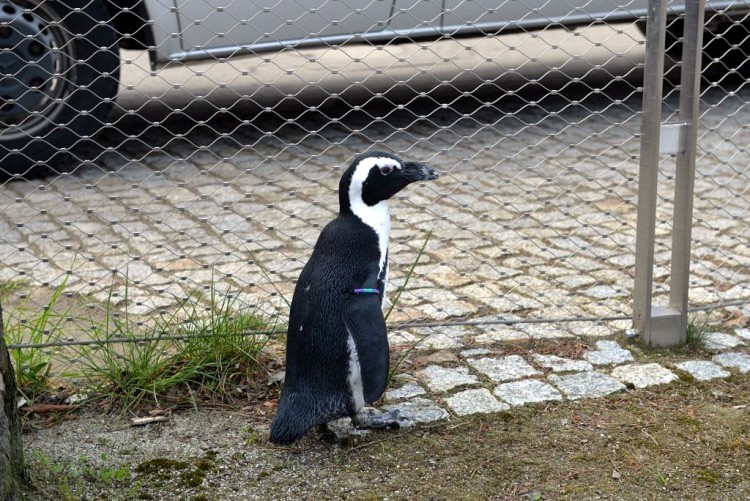 Dziś Światowy Dzień Pingwinów [ZDJĘCIA Z WROCŁAWSKIEGO ZOO], Wojciech Bolesta
