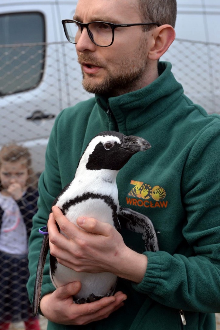 Dziś Światowy Dzień Pingwinów [ZDJĘCIA Z WROCŁAWSKIEGO ZOO], Wojciech Bolesta