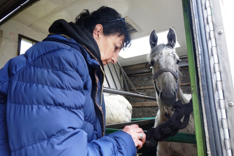 Wrocław: dramat koni przerwany! Te warunki zagrażały ich życiu [ZOBACZ ZDJĘCIA], Pogotowie dla Zwierząt
