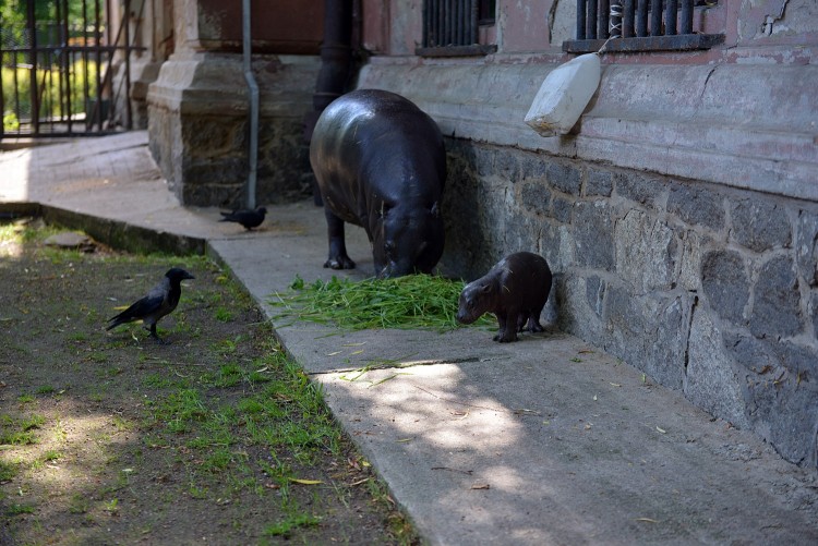 Nie żyje mały hipopotam z wrocławskiego zoo, Wojciech Bolesta