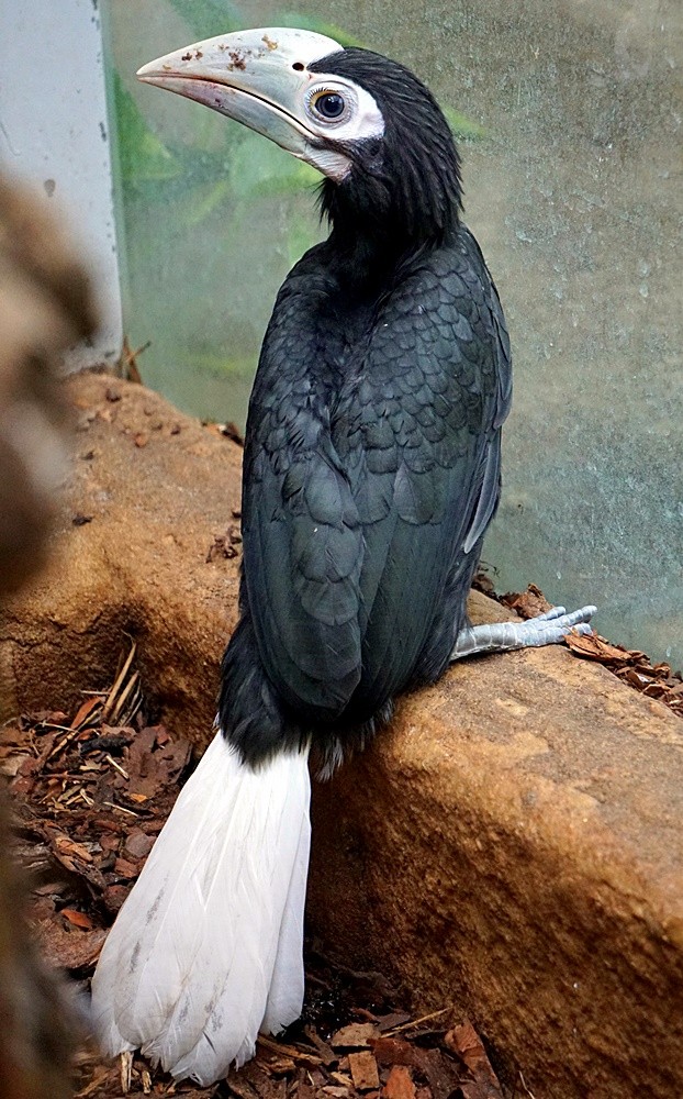 Niezwykle rzadki ptak przyszedł na świat we wrocławskim zoo, mat. ZOO Wrocław