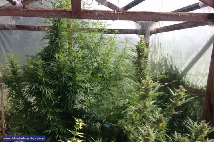 Dwumetrowe krzewy marihuany na dolnośląskiej plantacji [ZDJĘCIA], Dolnośląska Policja