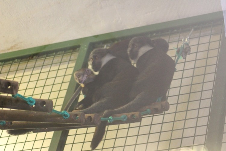 Powiększyła się małpia rodzina we wrocławskim zoo [ZDJĘCIA], Paweł Prochowski