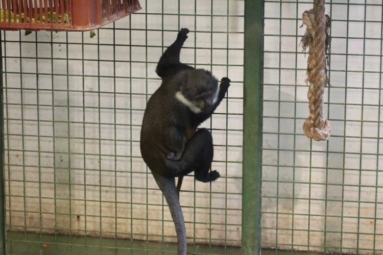 Powiększyła się małpia rodzina we wrocławskim zoo [ZDJĘCIA], Paweł Prochowski