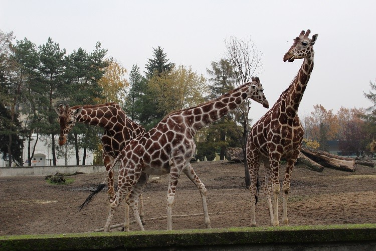 Nowa żyrafa we wrocławskim ogrodzie zoologicznym, Paweł Prochowski