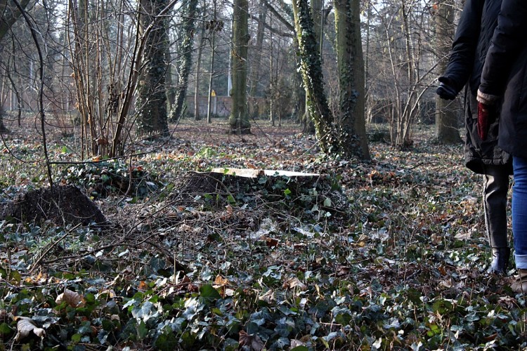 Trwa wycinka drzew w Parku Grabiszyńskim. Wrocławianie protestują [WIDEO, ZDJĘCIA], Bartosz Senderek