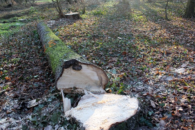 Wycinka 303 drzew w parku Grabiszyńskim wstrzymana. Konserwator zabytków dostrzegł nieprawidłowości, Bartosz Senderek