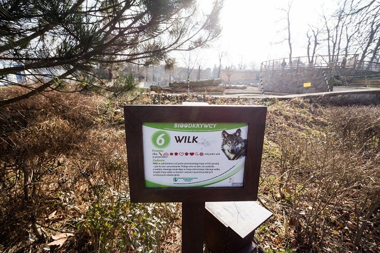 Wrocławskie zoo buduje nowy wybieg dla wilków, Magda Pasiewicz