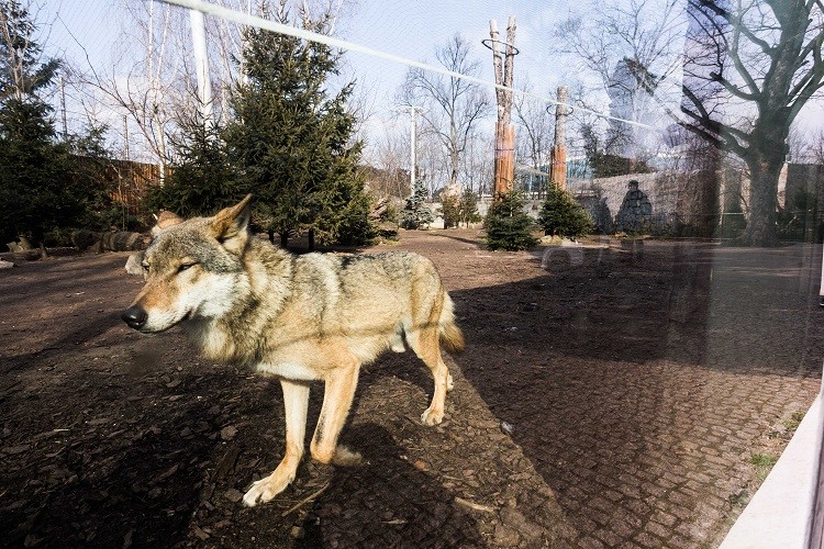 Nowa inwestycja we wrocławskim ZOO - wybieg dla wilków [ZDJĘCIA, WIZUALIZACJE], Magda Pasiewicz