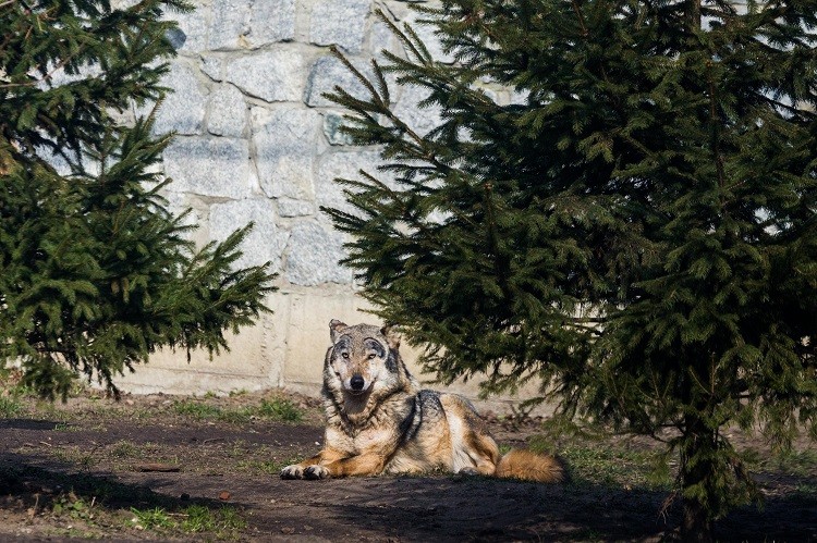 Wrocławskie zoo buduje nowy wybieg dla wilków, Magda Pasiewicz