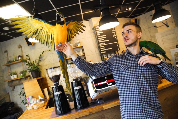 Parrot Coffee - papugowa kawiarnia na placu Bema, Magda Pasiewicz