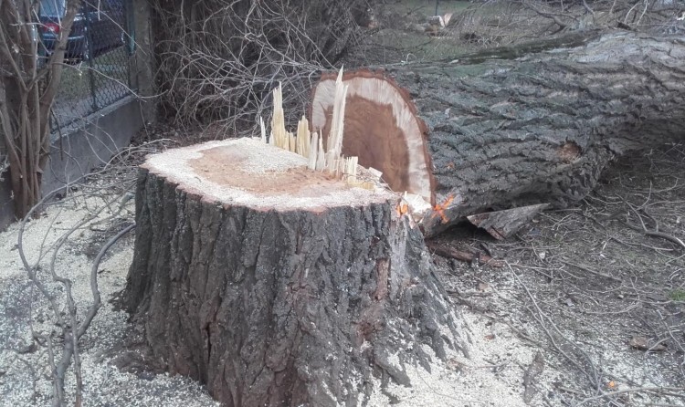 Z terenu dwóch szkół wycięto 34 drzewa. 