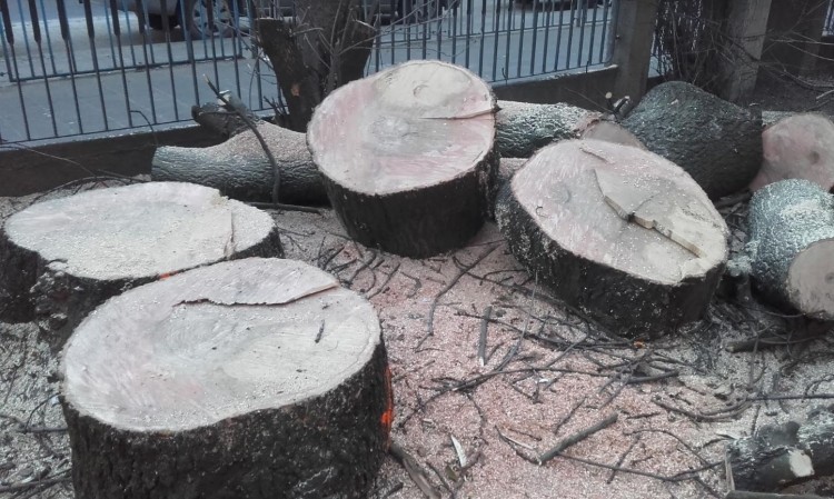 Z terenu dwóch szkół wycięto 34 drzewa. 
