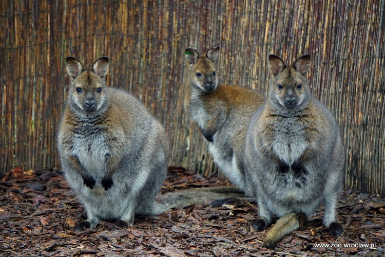 We wrocławskim zoo pięć maluchów już wystaje z kangurzych toreb [ZDJĘCIA], ZOO Wrocław