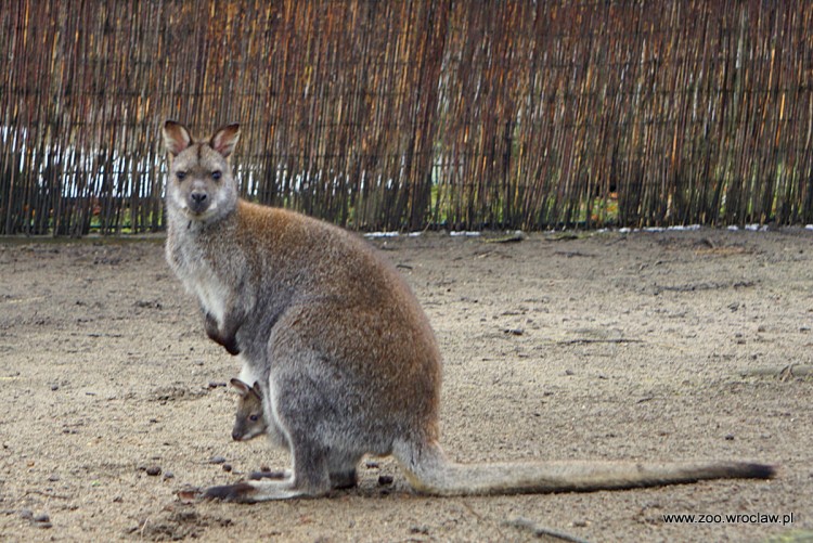 We wrocławskim zoo pięć maluchów już wystaje z kangurzych toreb [ZDJĘCIA], ZOO Wrocław