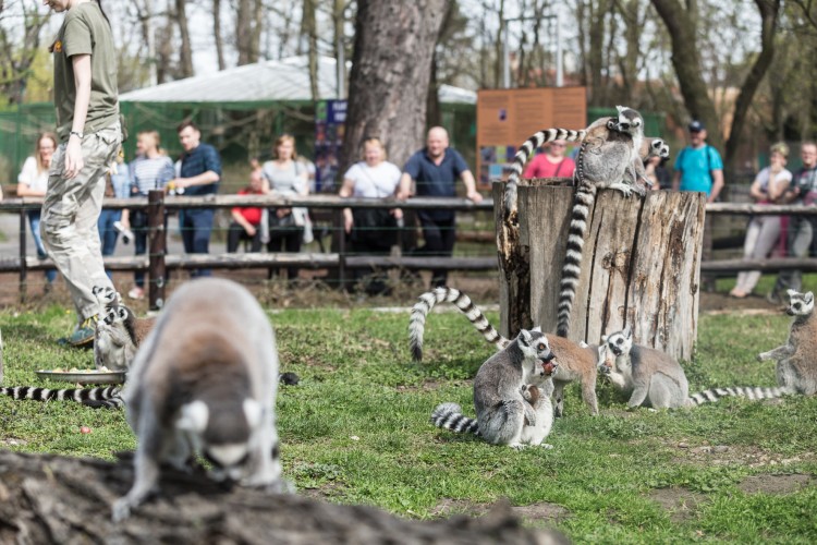 Sześcioro małych „królów Julianów” przyszło na świat we wrocławskim zoo [DUŻO ZDJĘĆ], Magda Pasiewicz