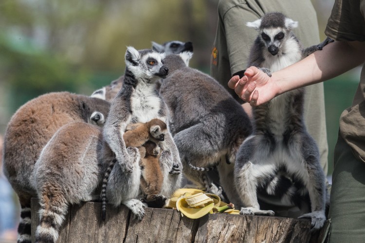 Sześcioro małych „królów Julianów” przyszło na świat we wrocławskim zoo [DUŻO ZDJĘĆ], Magda Pasiewicz
